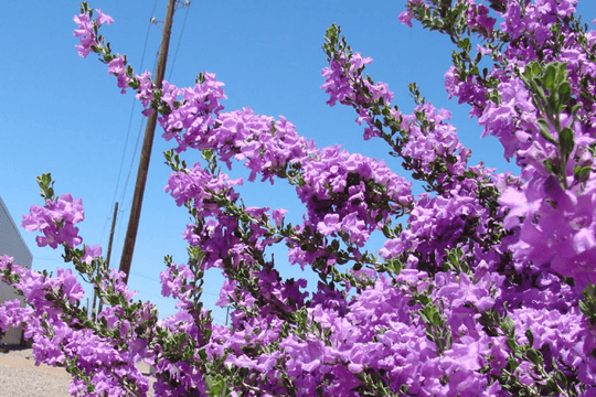 Chihuahuan Sage - Native Gardeners