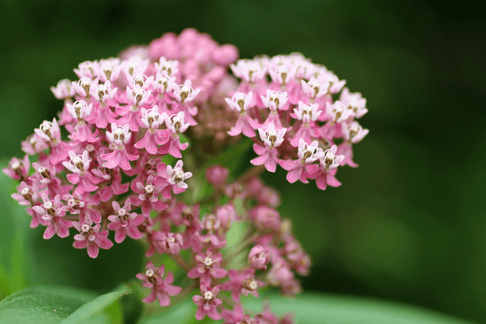 Swamp Milkweed - Native Gardeners