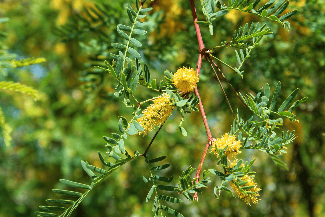 Thornless Texas Honey Mesquite - Native Gardeners