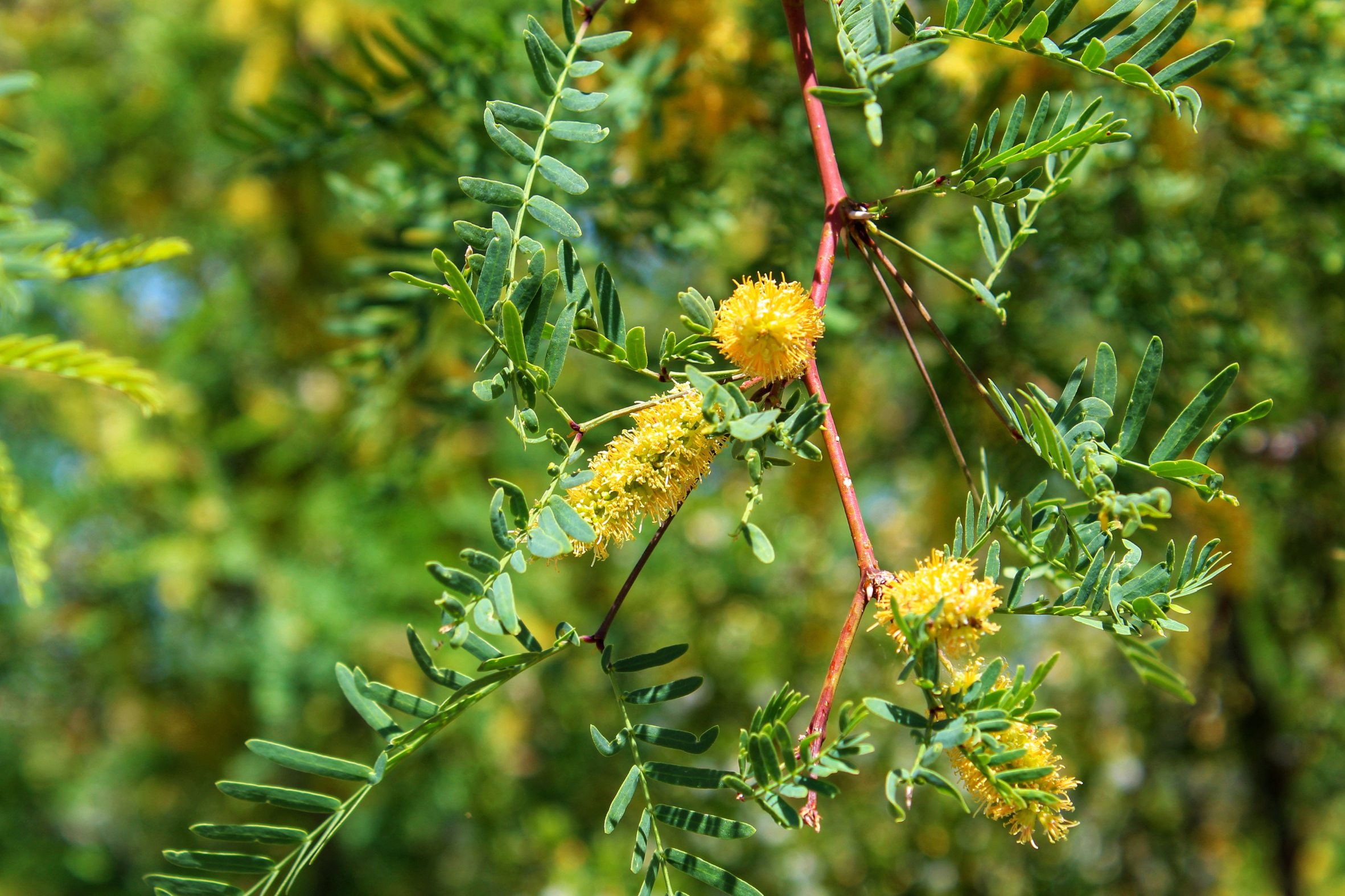 Thornless Texas Honey Mesquite