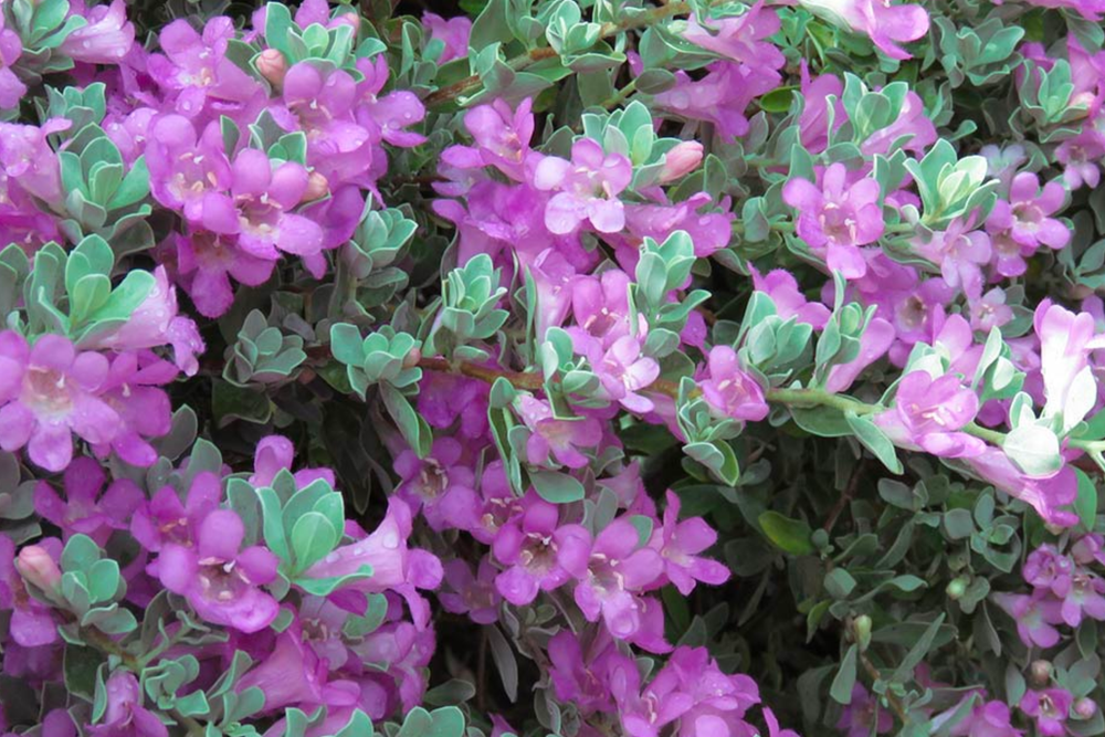 Texas Sage 'Lynn's Legacy' - Native Gardeners