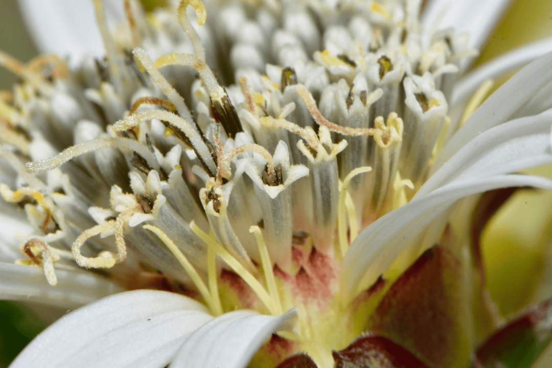 White Rosinweed Seed Packet - Native Gardeners