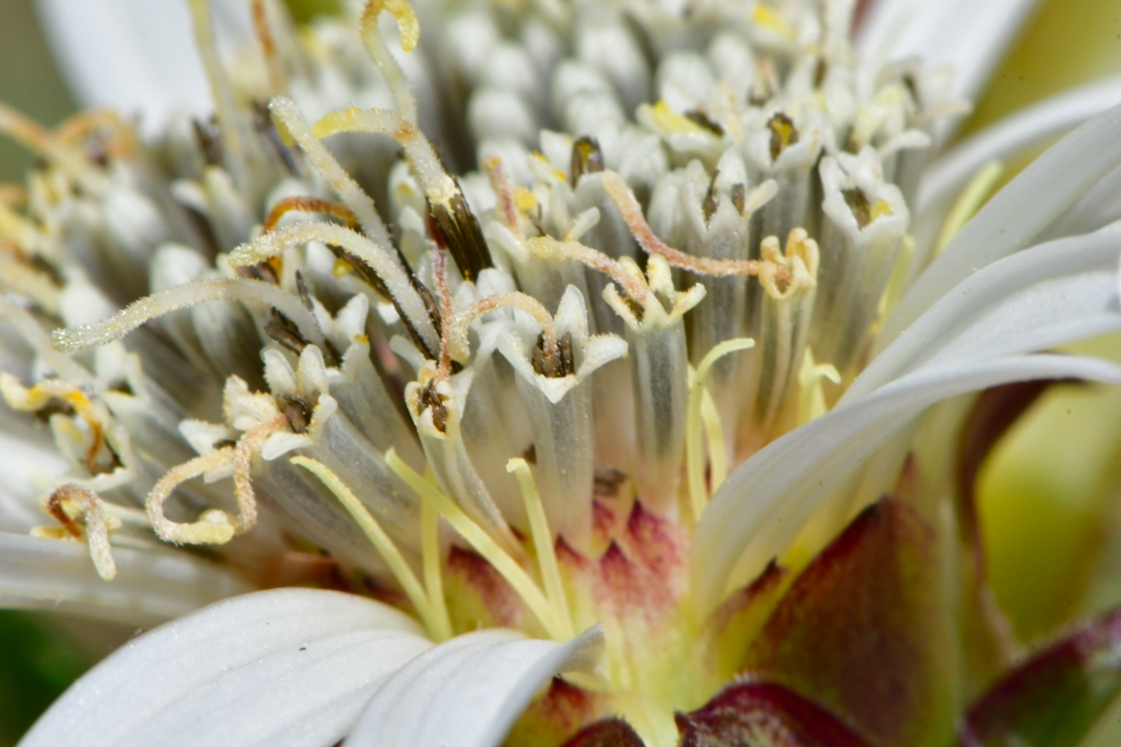 White Rosinweed Seed Packet