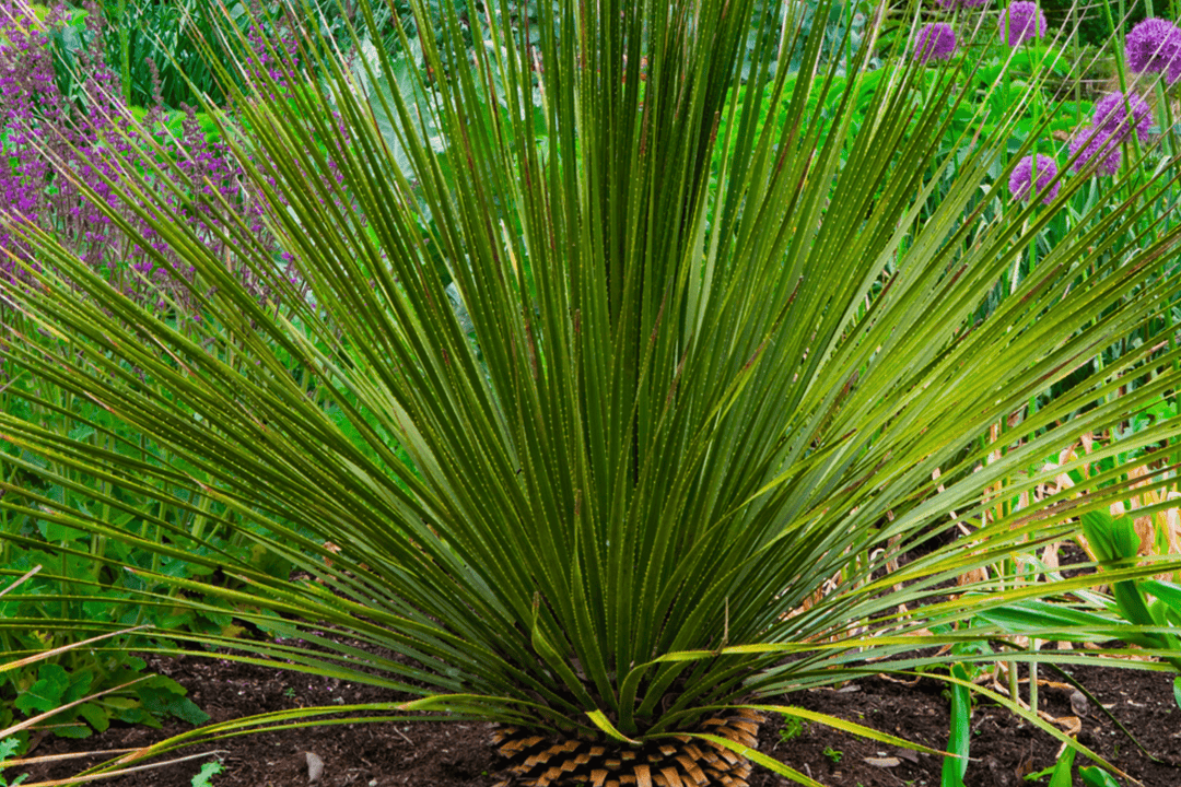 texas native succulents Texas Sotol – Native Gardeners
