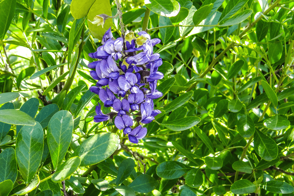 Texas Mountain Laurel - Native Gardeners