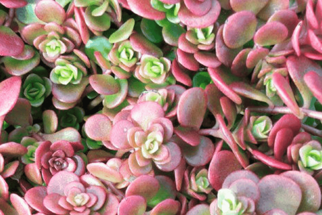 coral succulent plant Sedum 'Coral Reef' – Native Gardeners