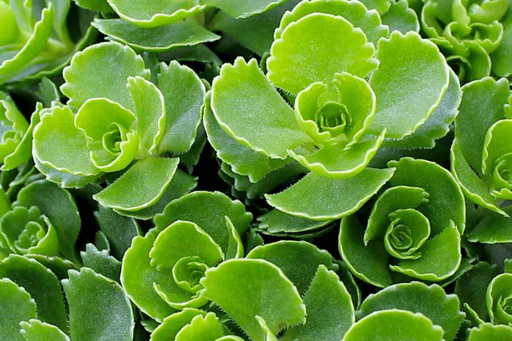 Sedum 'John Creech' - Native Gardeners