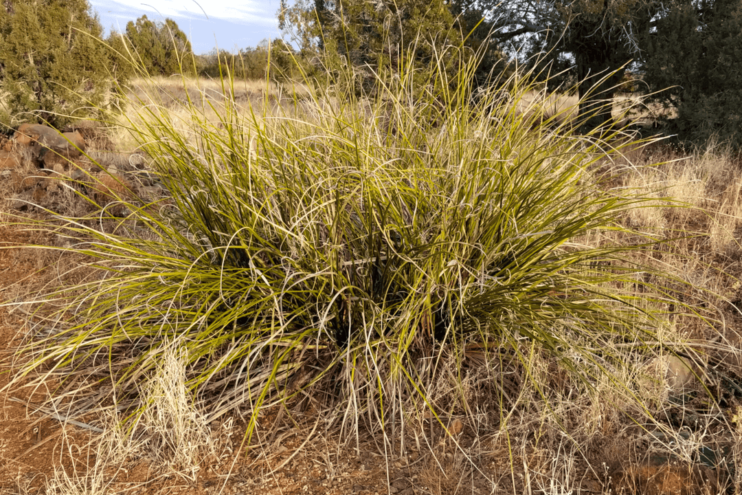 Bear Grass - Native Gardeners