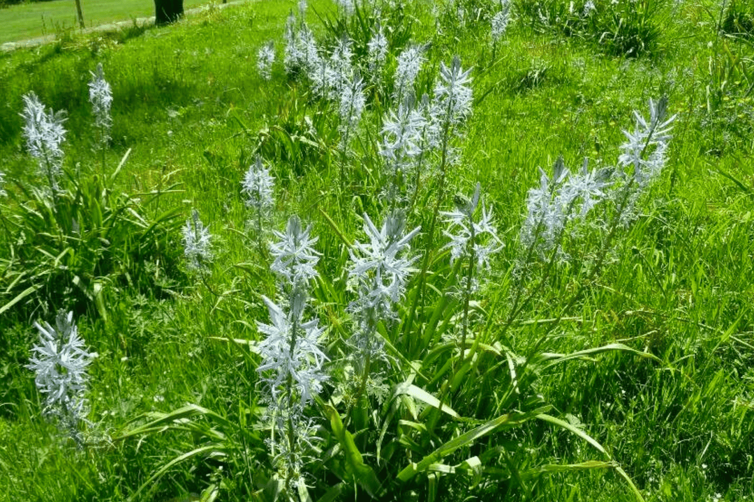 Wild Hyacinth - Native Gardeners