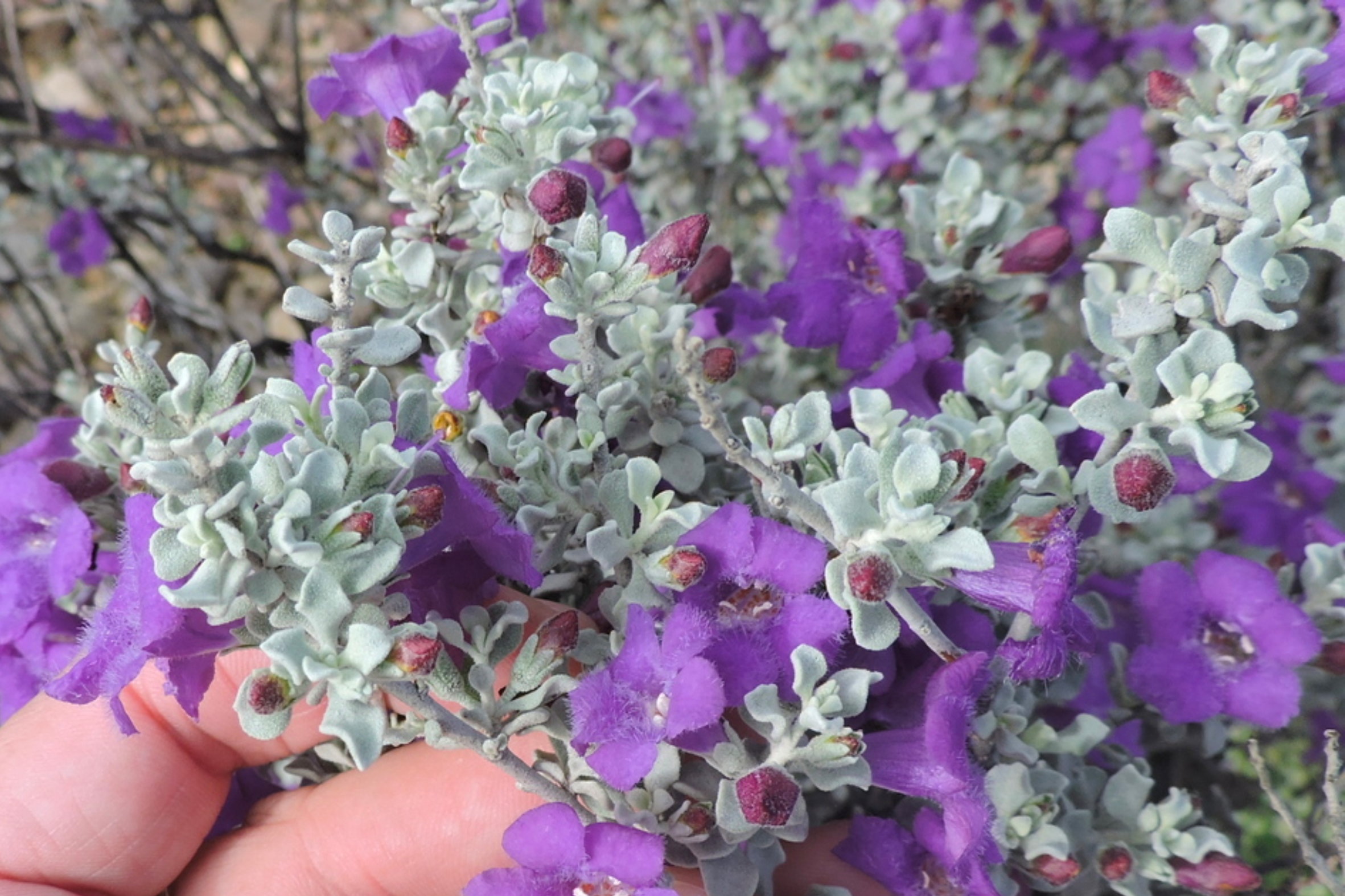 Texas Sage 'Silver Cloud'