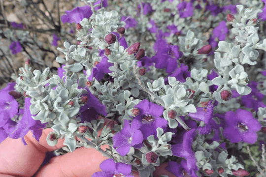 Texas Sage 'Silver Cloud' - Native Gardeners