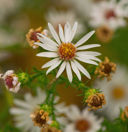 Frost Aster - Native Gardeners