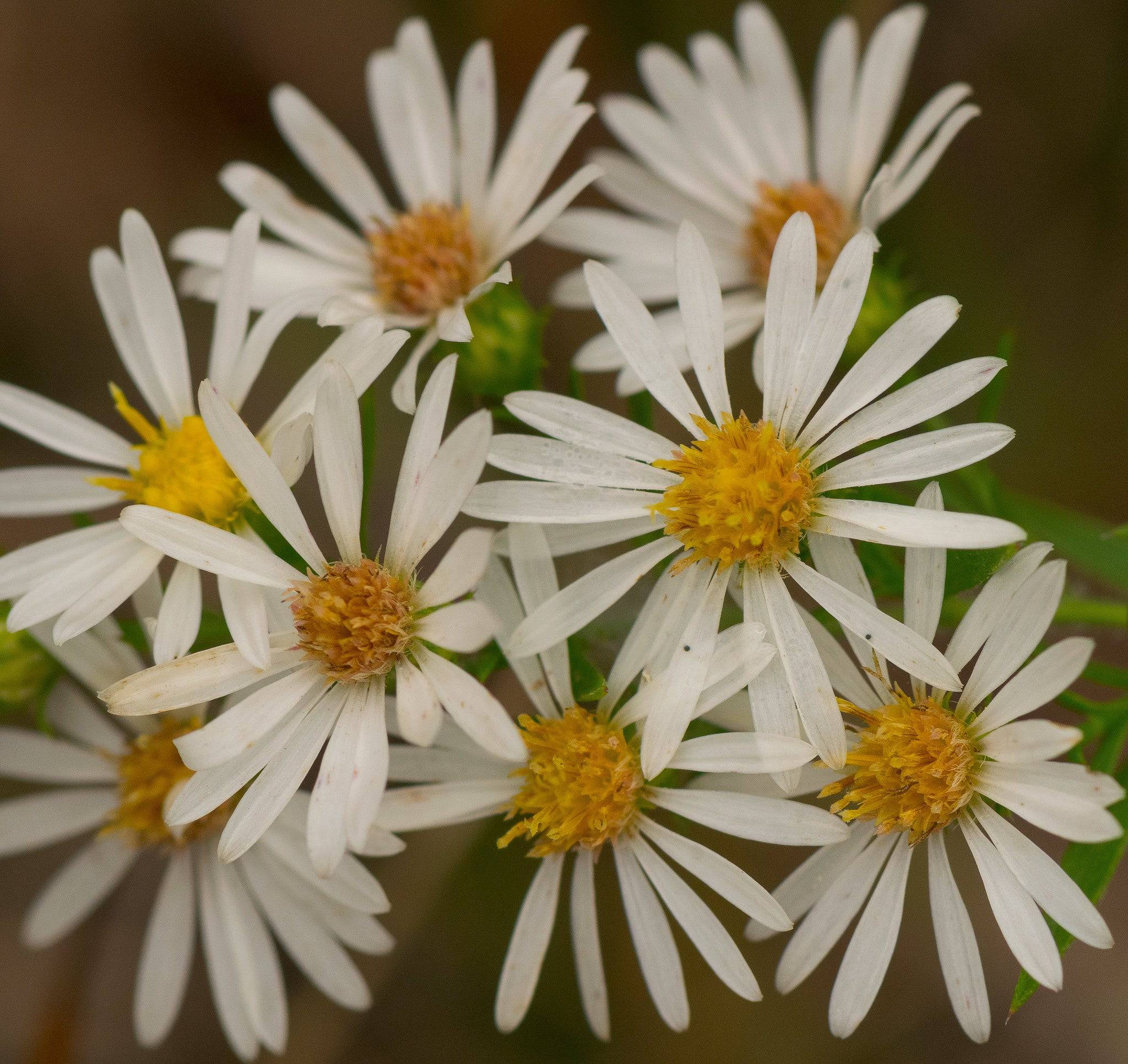 Frost Aster - Native Gardeners