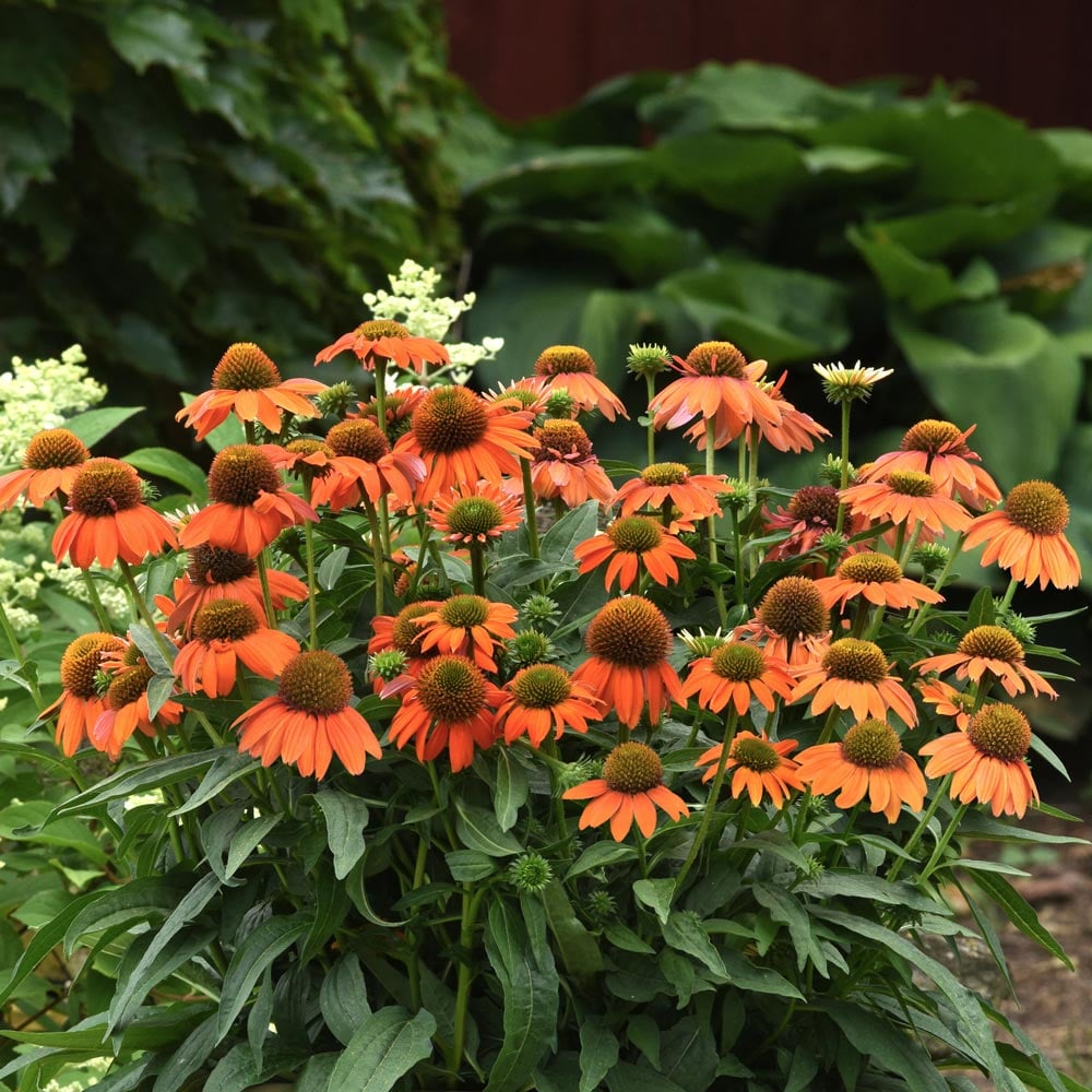 Coneflower 'Soft Orange'