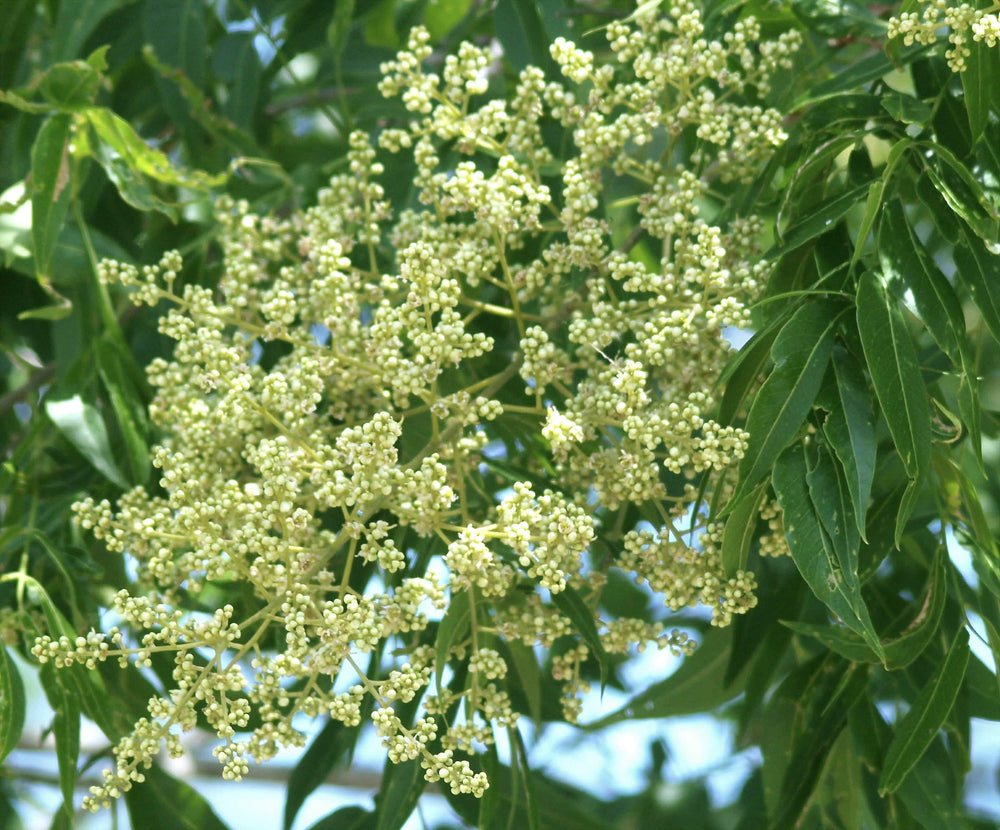 Western Soapberry - Native Gardeners