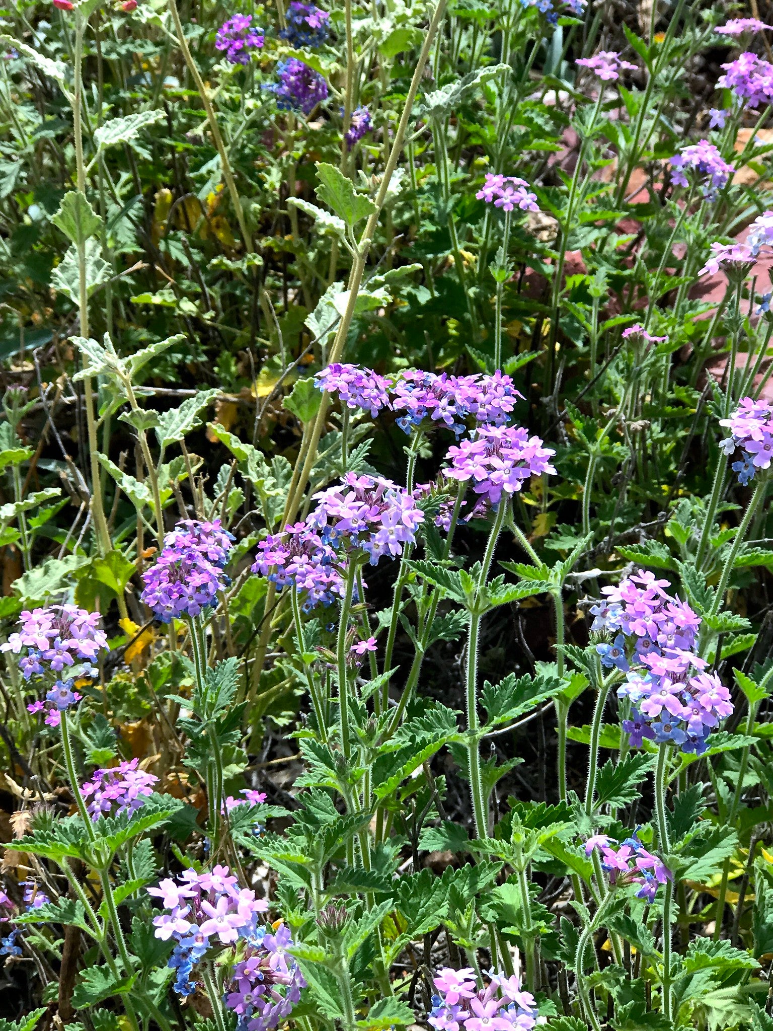 Verbena 'Goodding'