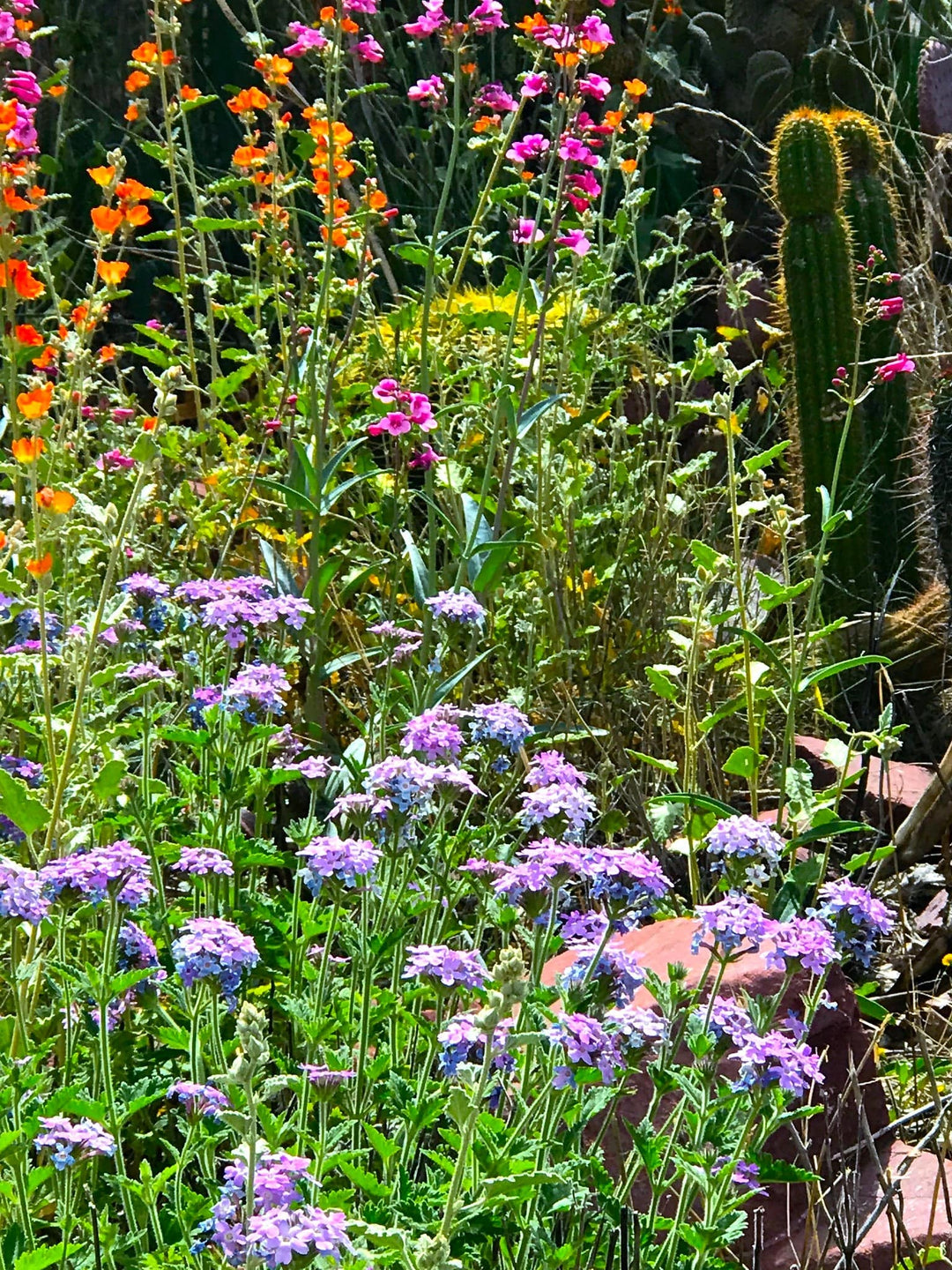 Verbena 'Goodding' - Native Gardeners