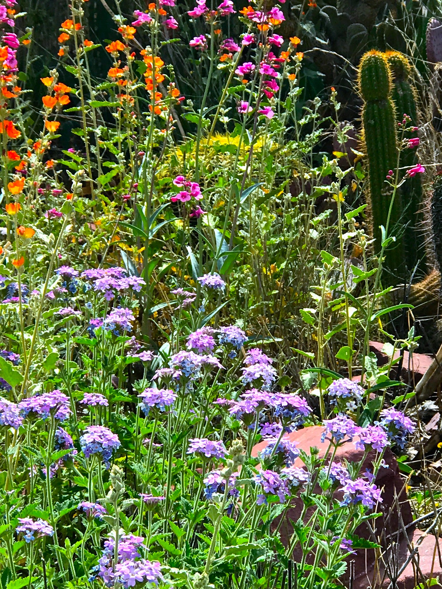 Verbena 'Goodding'