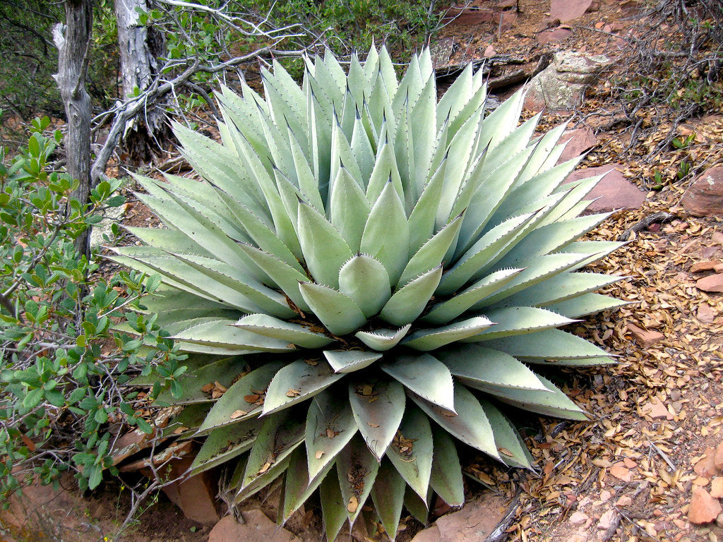 Agave 'Parry's' plant