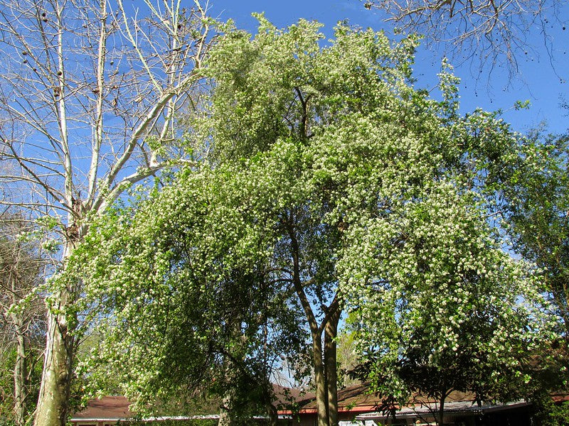 Anacua Tree