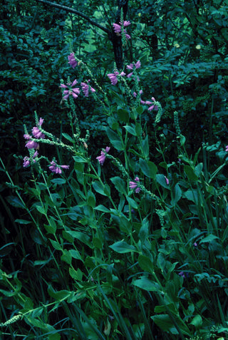 Correll's False Dragonhead