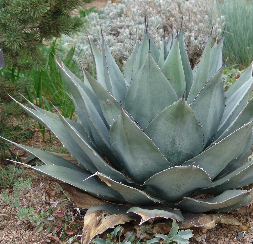 Agave 'Havard's Century Plant' close up