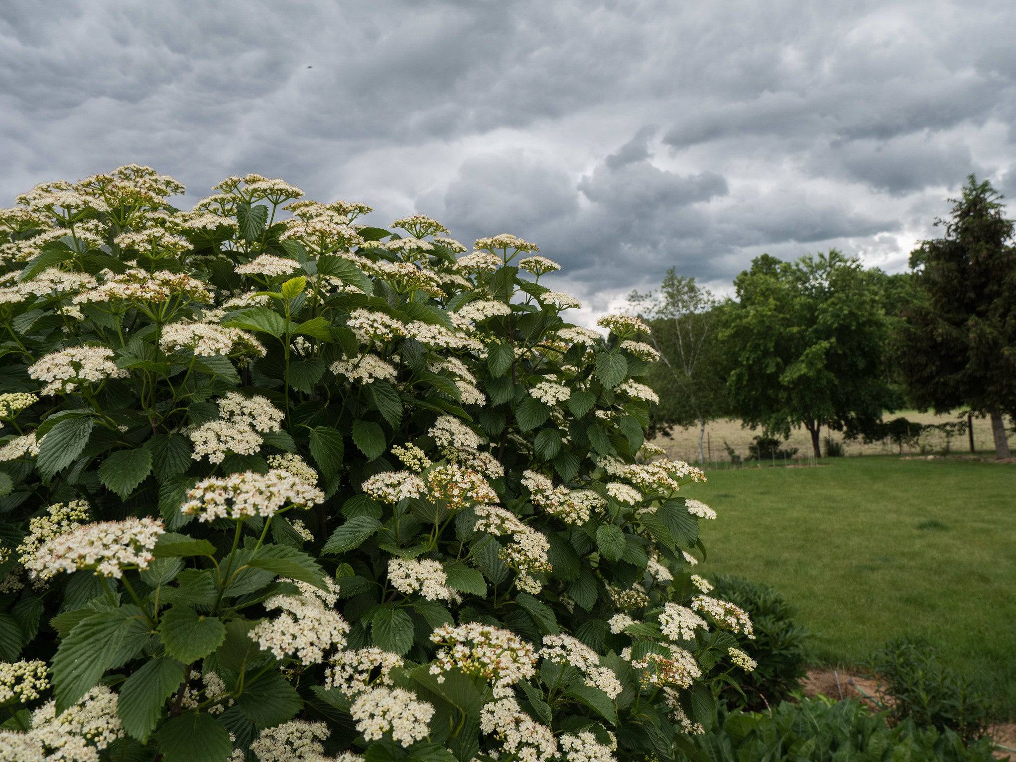 Arrowwood Viburnum - Native Gardeners