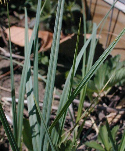 Mead’s Sedge - Native Gardeners