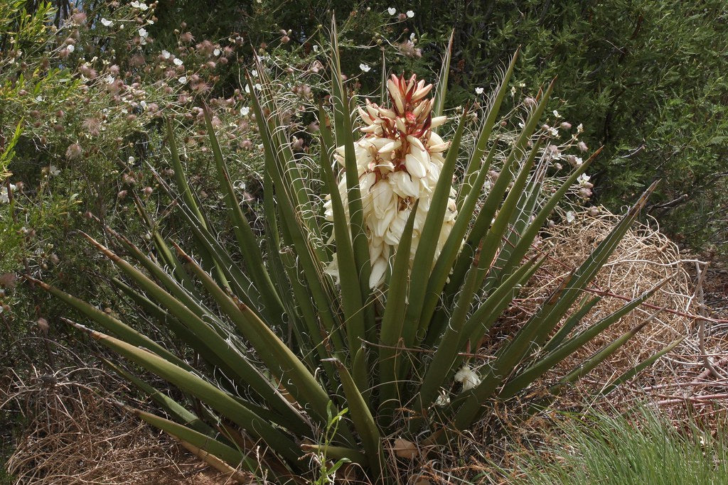 Banana Yucca