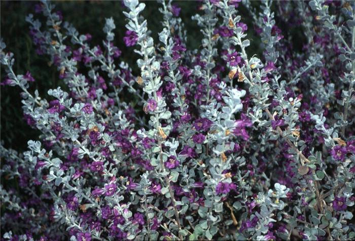 Texas Sage 'Sierra Bouquet' - Native Gardeners