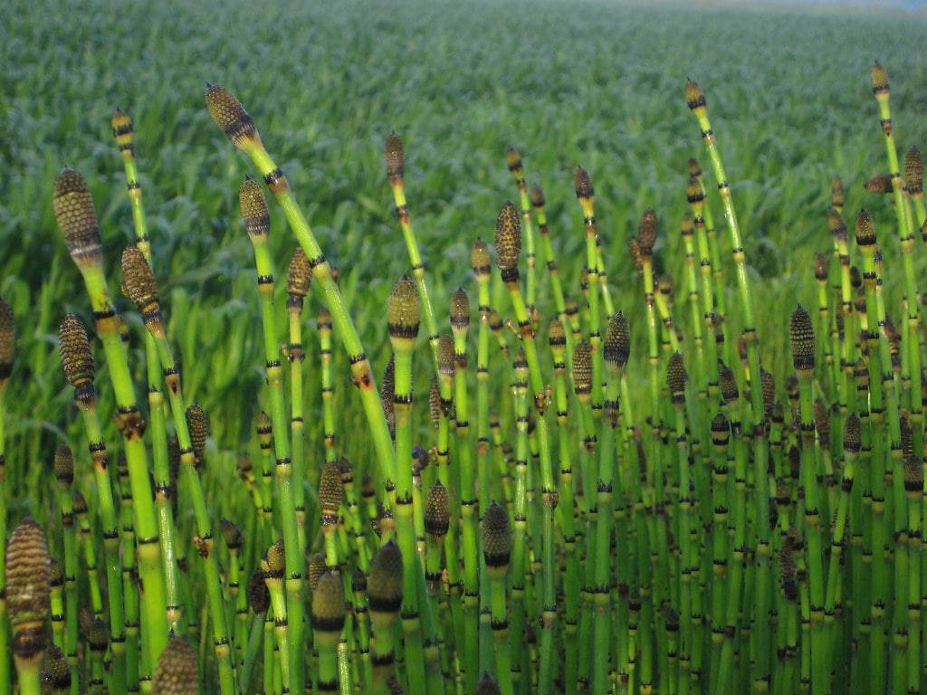 Horsetail Reed - Native Gardeners