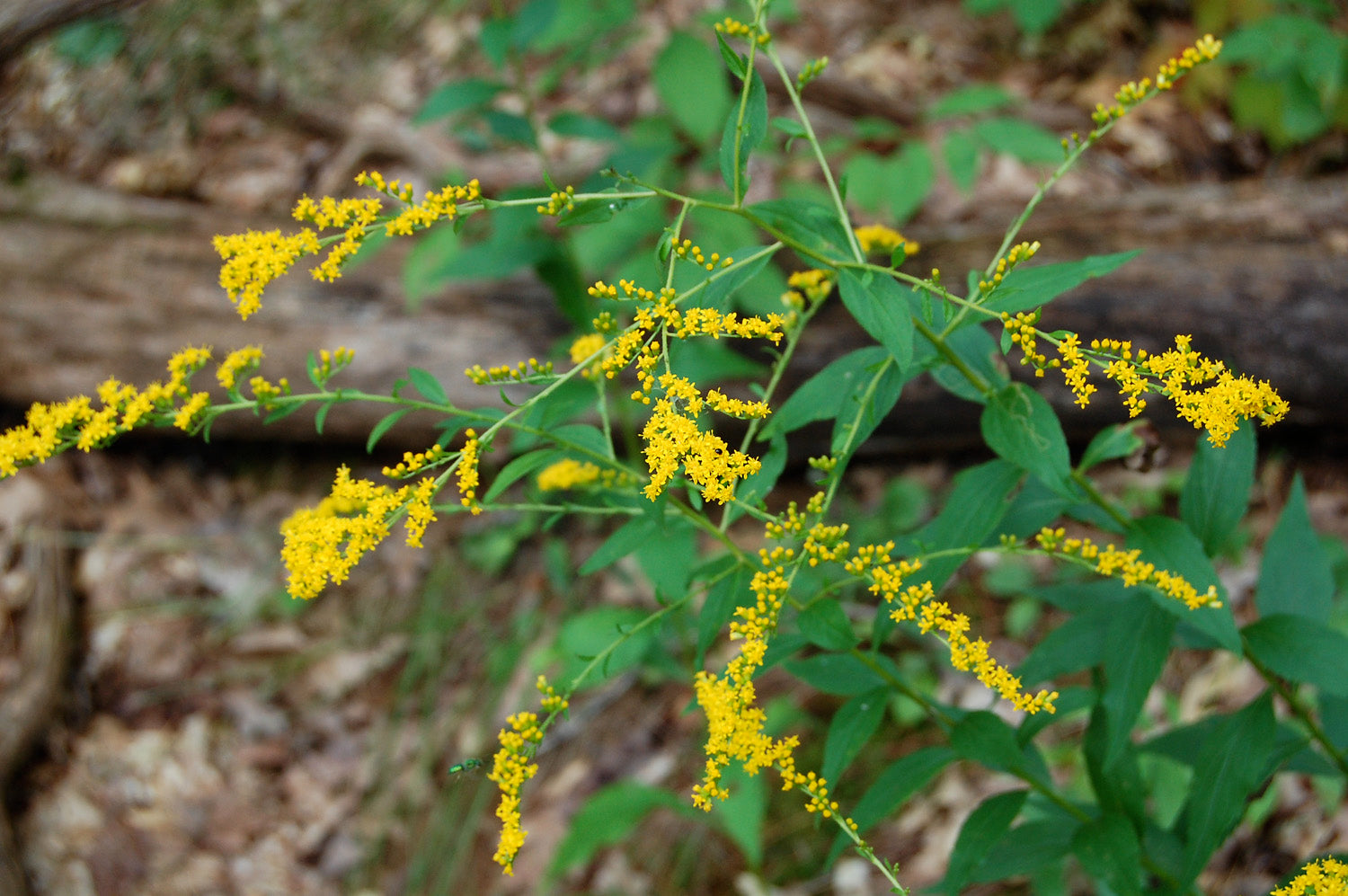 Elm Leaf Goldenrod - Native Gardeners