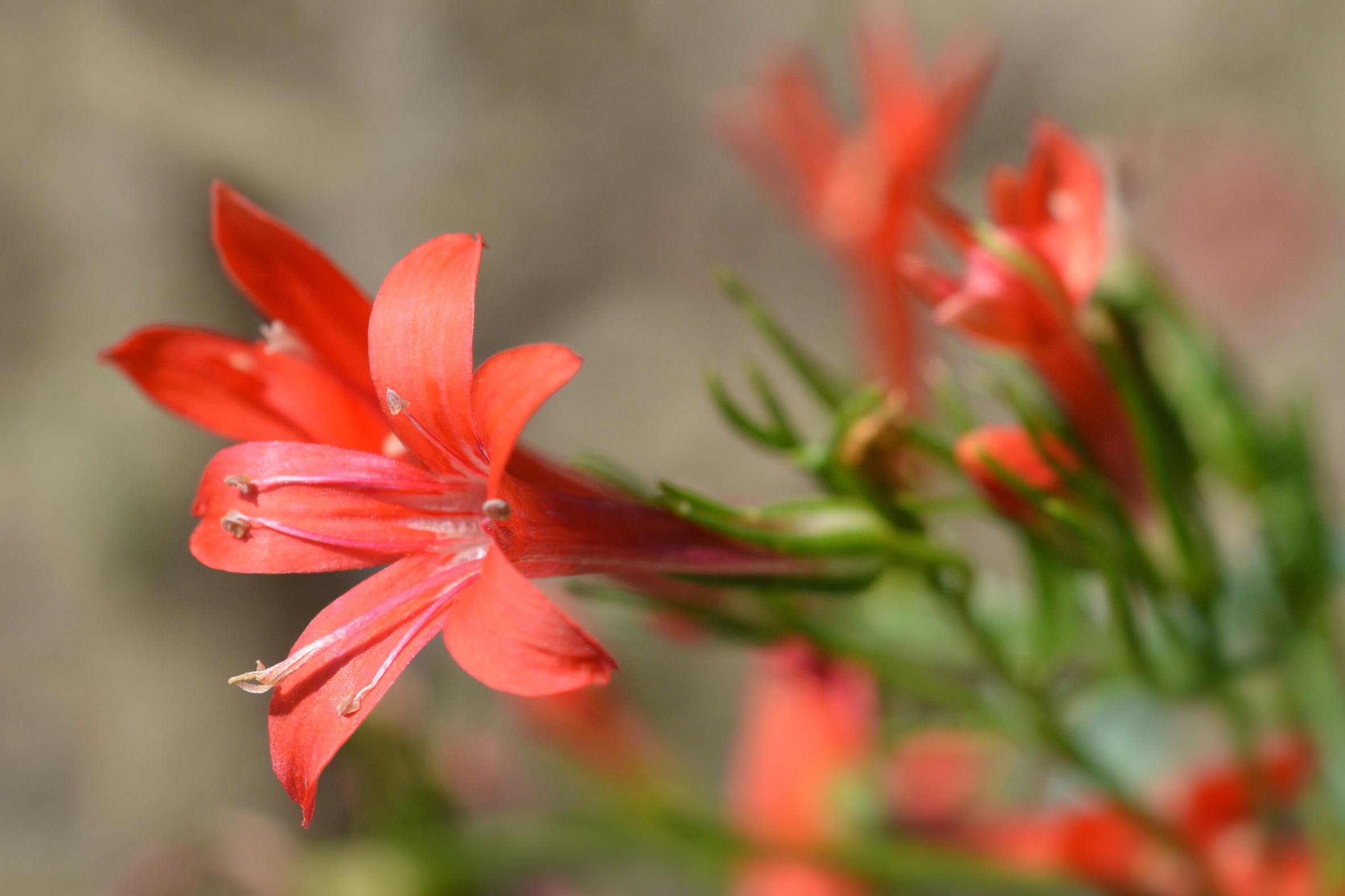 Standing Cypress - Seed Packet