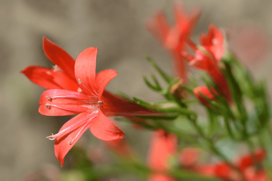 Standing Cypress - Seed Packet - Native Gardeners