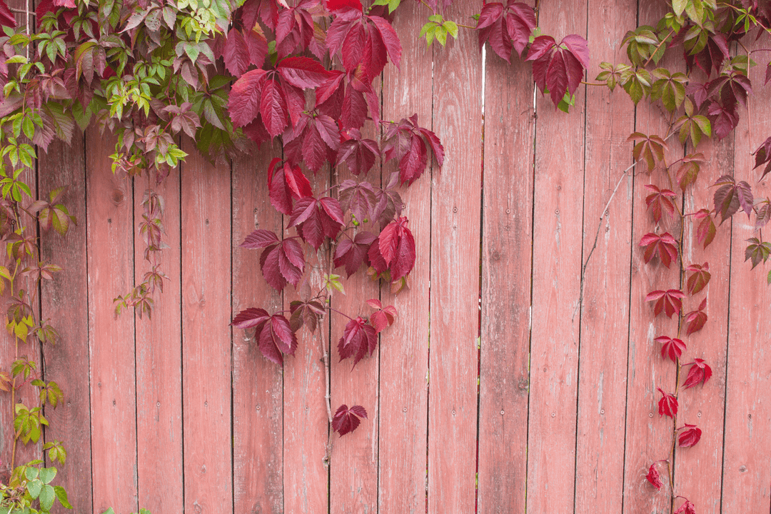 Virginia Creeper - Native Gardeners