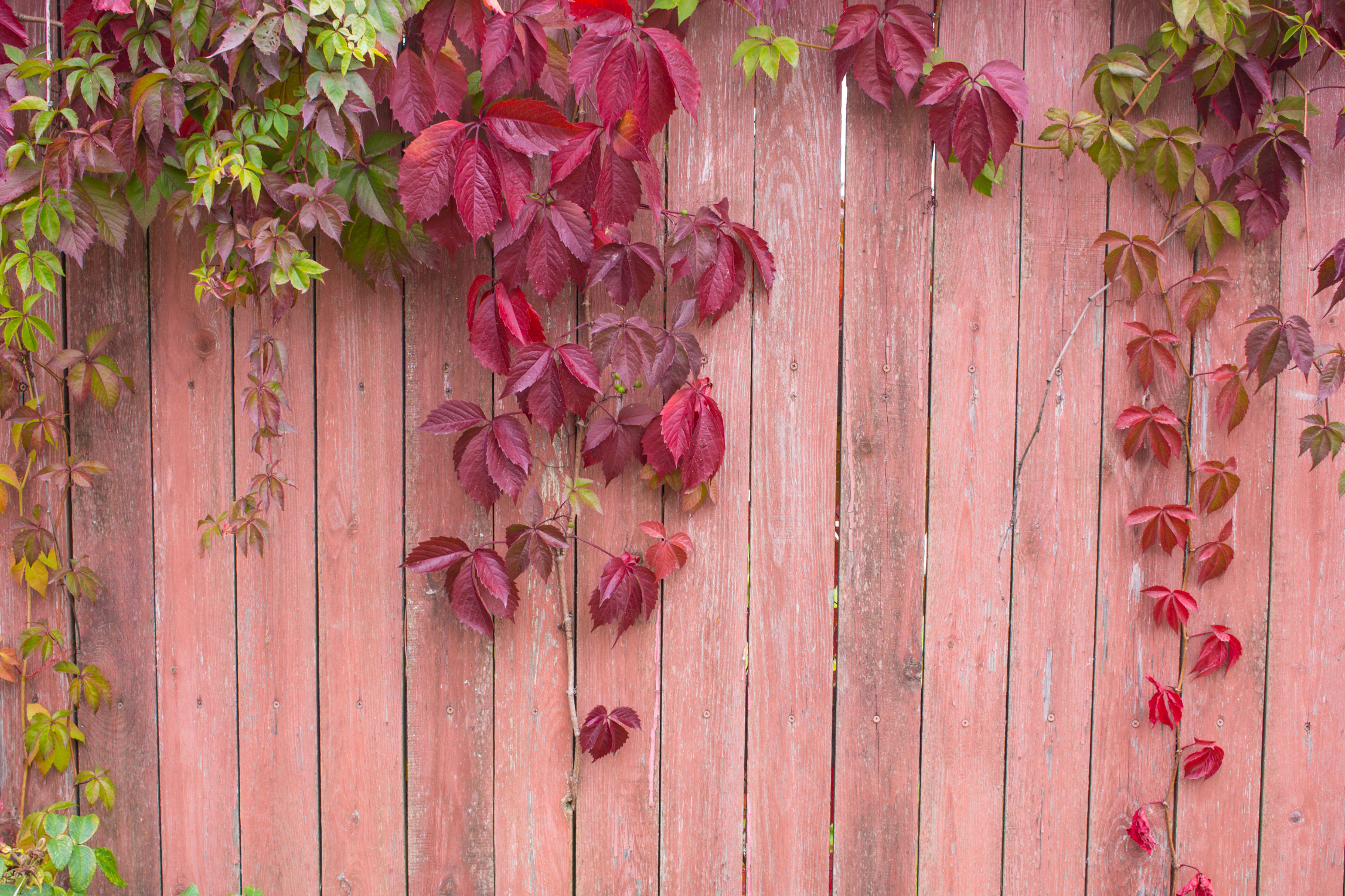 Virginia Creeper