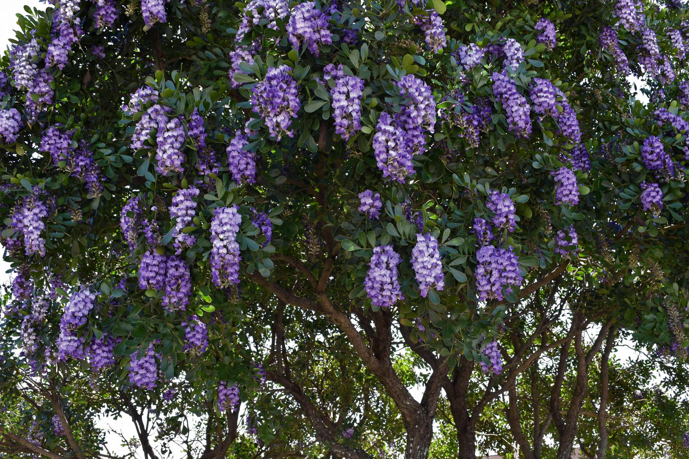 Texas Mountain Laurel