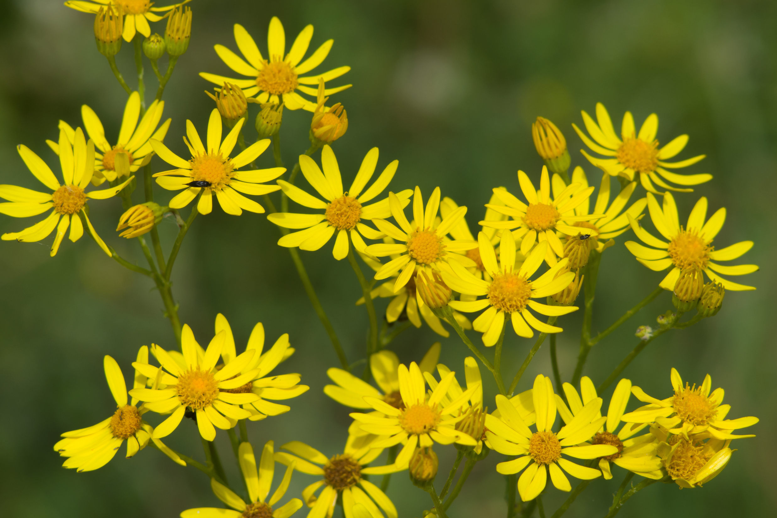 Golden Groundsel