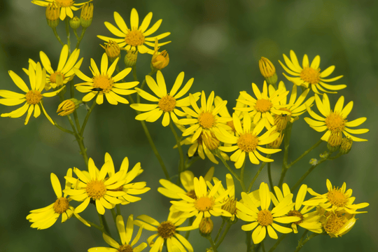 Golden Groundsel - Native Gardeners