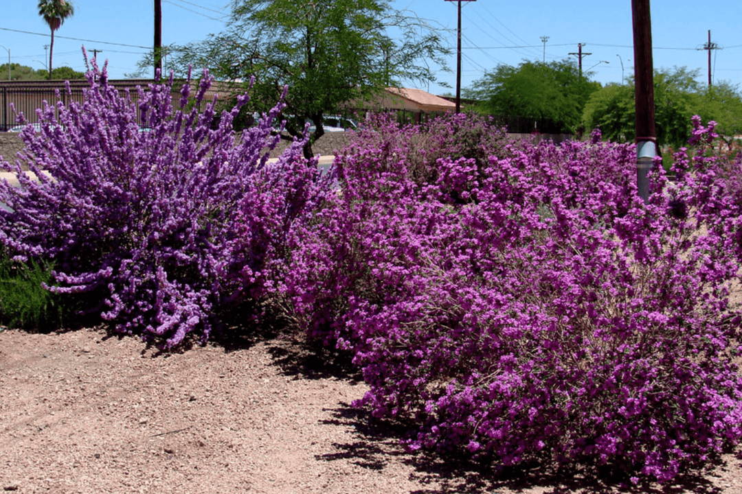 Chihuahuan Sage - Native Gardeners