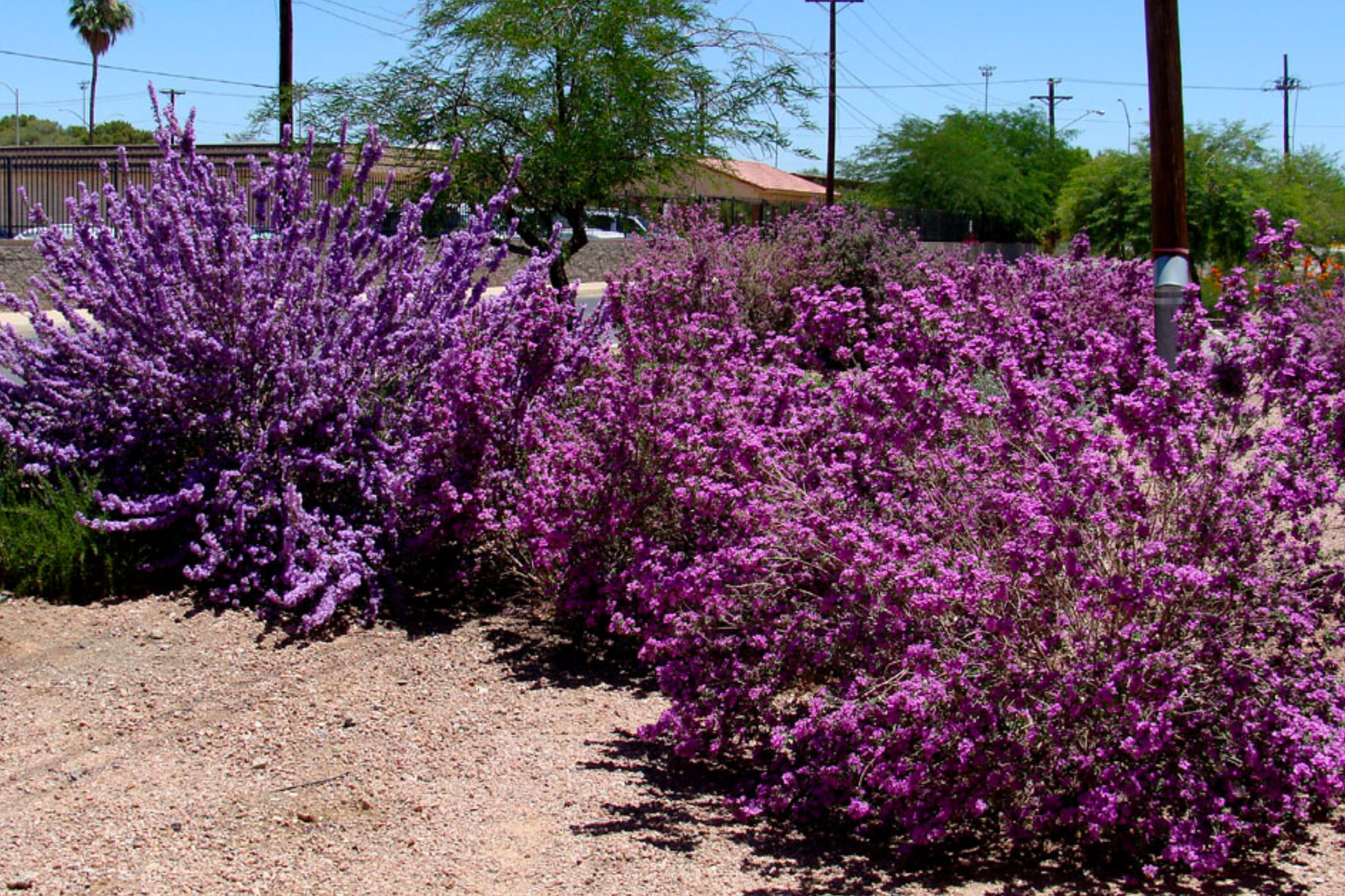 Chihuahuan Sage