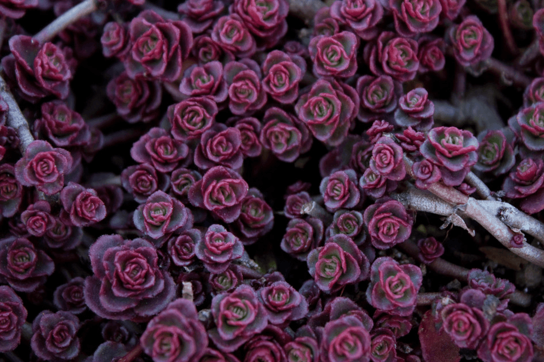 small red carpet succulent Red Carpet Sedum – Native Gardeners