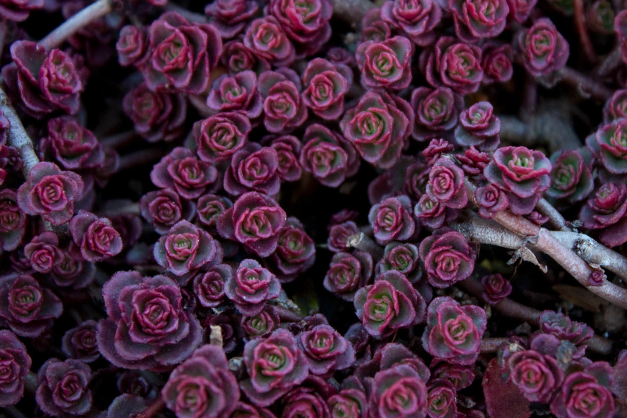 Sedum 'Red Carpet'