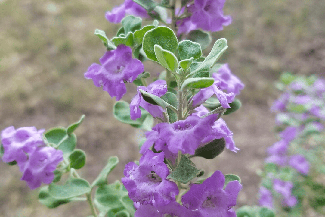 Texas Sage 'Lynn's Legacy' - Native Gardeners