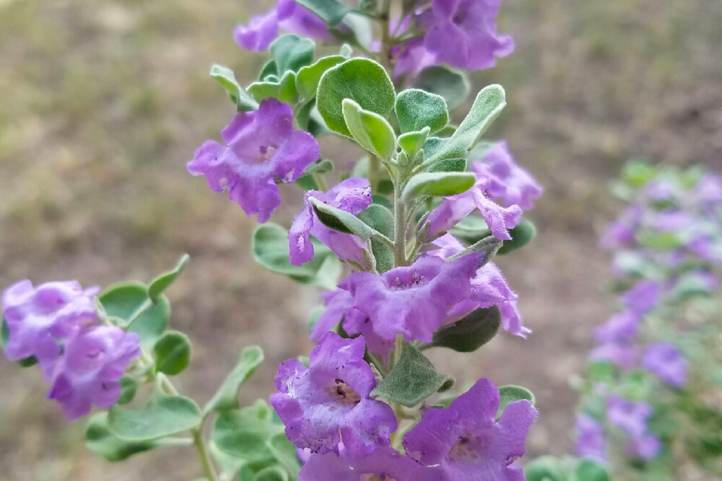 Texas Sage 'Lynn's Legacy'