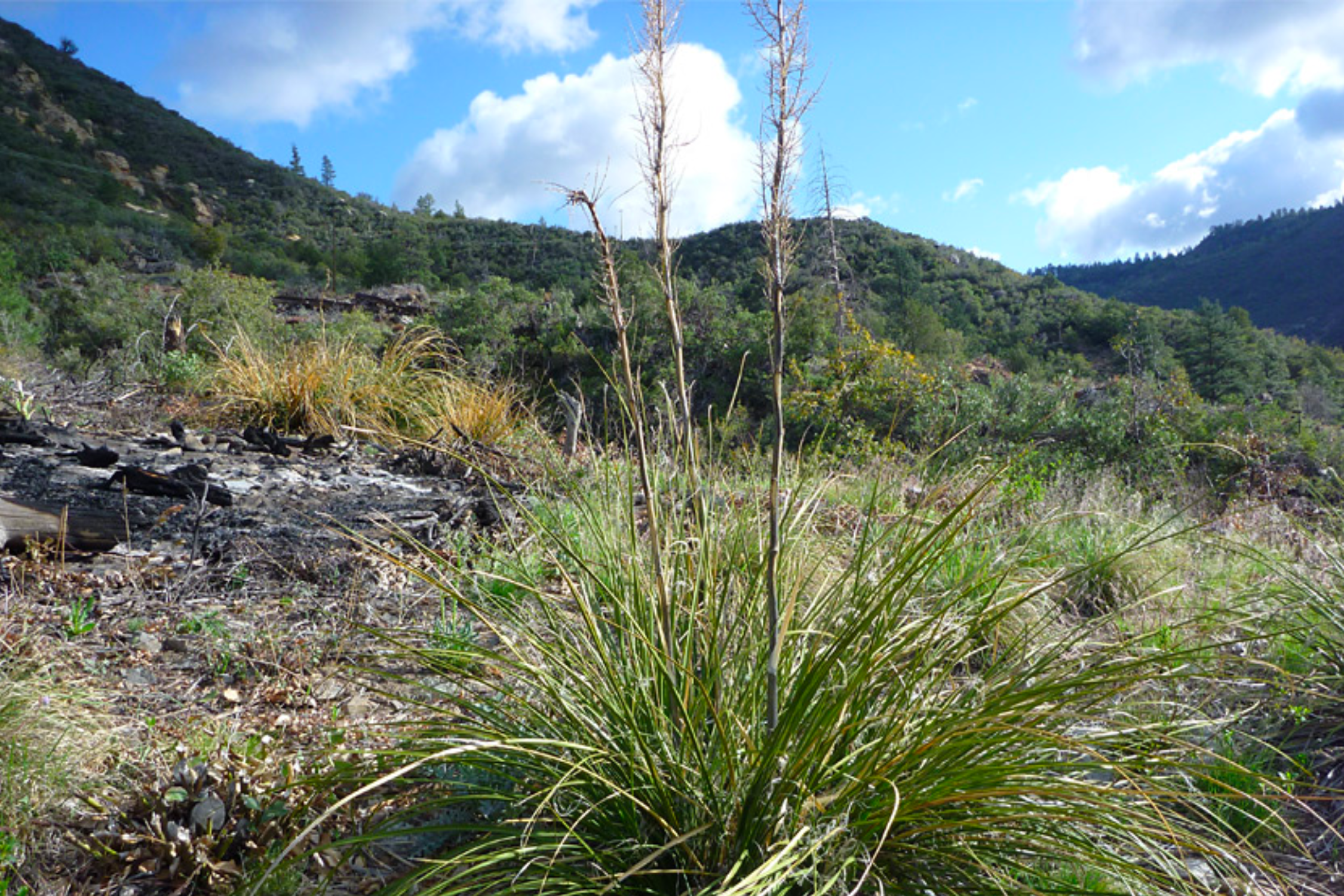 Bear Grass