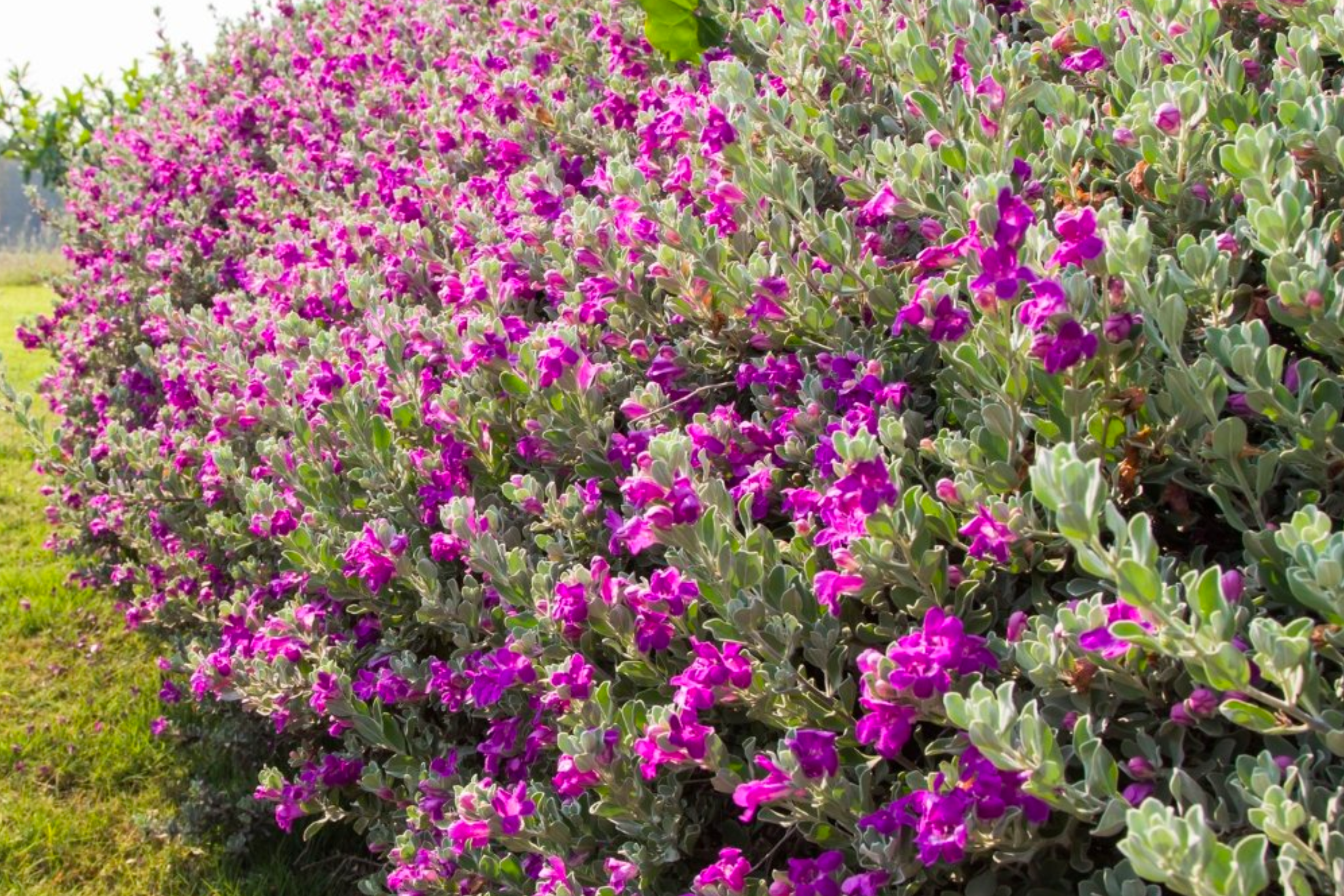 Texas Sage 'Green Cloud'