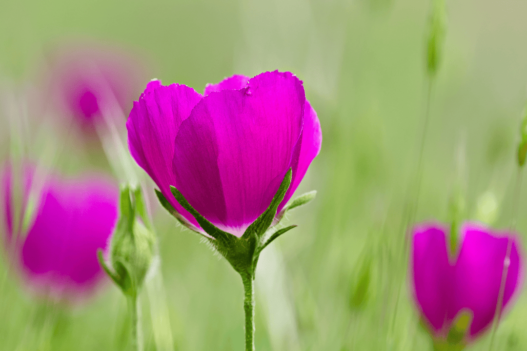 Winecup - Native Gardeners