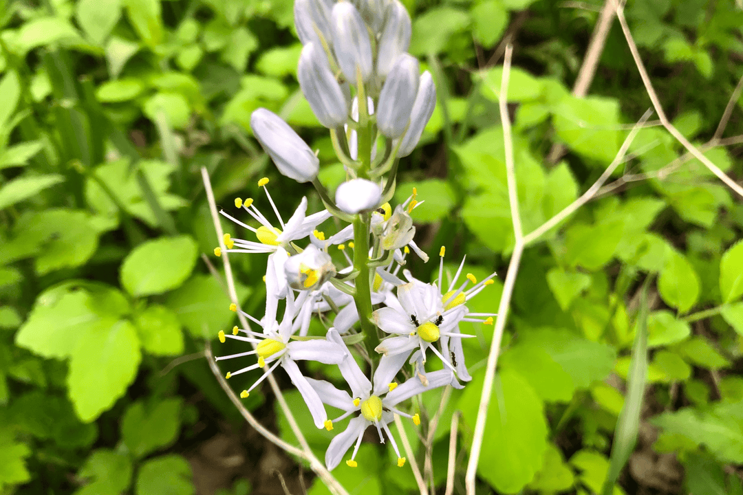 Wild Hyacinth - Native Gardeners