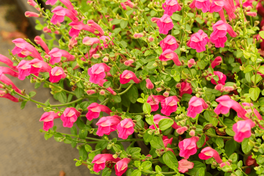 Skullcap 'Pink' - Native Gardeners